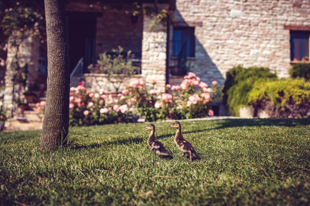 Agriturismo Casal San Sergio Фоссомброне Екстер'єр фото