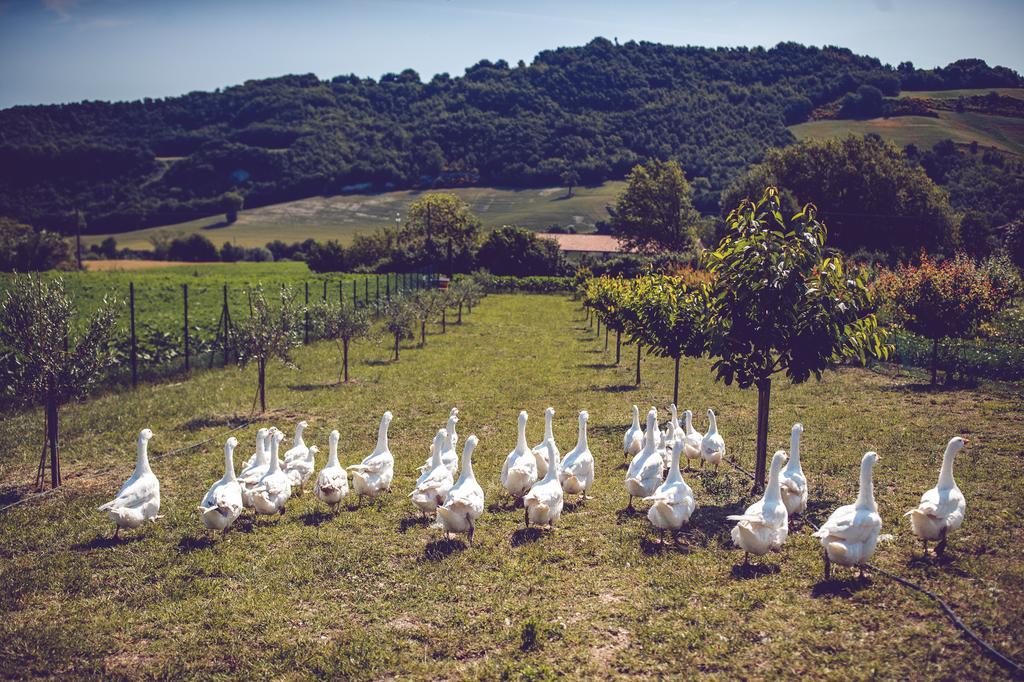 Agriturismo Casal San Sergio Фоссомброне Екстер'єр фото