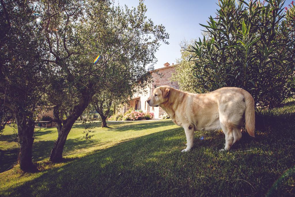 Agriturismo Casal San Sergio Фоссомброне Екстер'єр фото